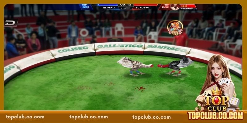 Mẹo cá cược đá gà TOPCLUB dễ thắng nhất cho người mới